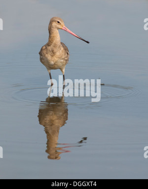 Uferschnepfe mit Schlamm am Ende den Schnabel stand im Wasser mit Reflexion und geringe Schärfentiefe. Stockfoto