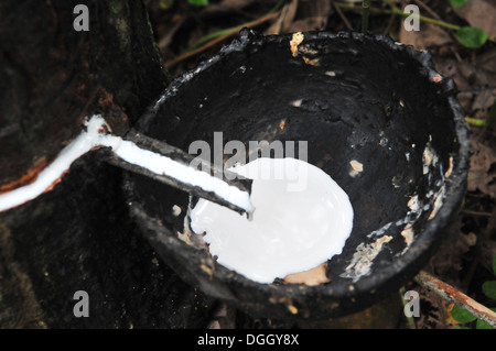 Latex aus einer abgegriffenen Gummibaum gesammelt werden Stockfoto