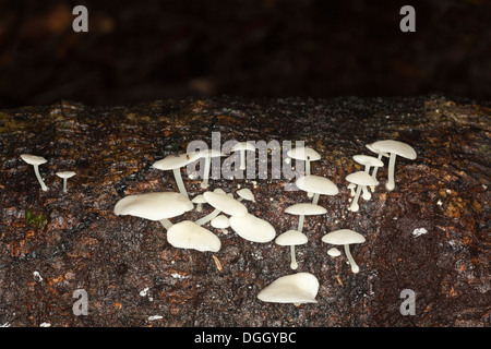 Pilze wachsen auf gefallenen Bäumen in unberührten tropischen Tieflandregenwäldern, Sabah, Borneo, Malaysia Stockfoto