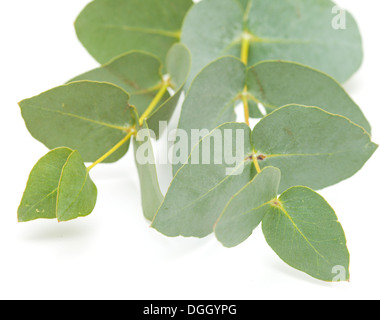 Eukalyptus, isoliert, auf weiße Fläche Stockfoto