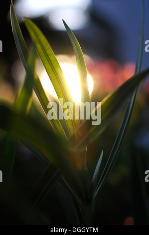 Schöne Flora von Ibiza, Balearen, Spanien Stockfoto