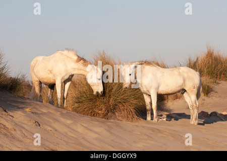 Camargue Pferde grasen auf Gräsern in Sanddünen entlang der Mittelmeerküste Stockfoto