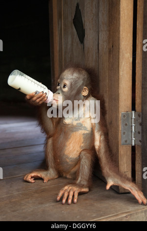 Zwei Jahre alter Waisenkind Orang-Utan (Pongo pygmaeus), der aus einer Flasche im Orang-Utan-Pflegeheim, Indonesien, trinkt Stockfoto
