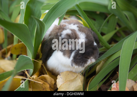 Holland Lop Hauskaninchen wühlen durch Gartenpflanzen Stockfoto