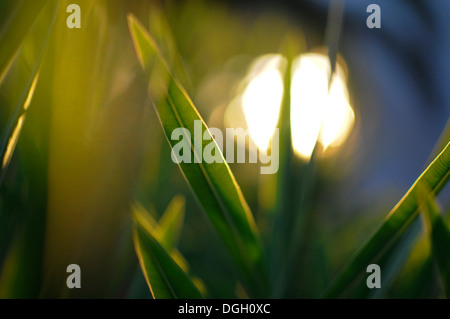 Schöne Flora von Ibiza, Balearen, Spanien Stockfoto