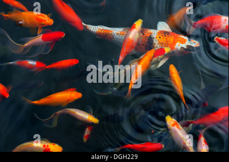 Koi Karpfen Fisch japanische schwimmen (Cyprinus Carpio) schönen Farbvariationen natürliche organische Stockfoto