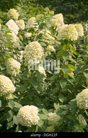 HYDRANGEA PANICULATA LIMELIGHT Stockfoto