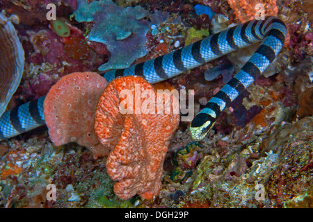 Beringte Seeschlange (Laticauda Colubrina) am Korallenriff. Stockfoto