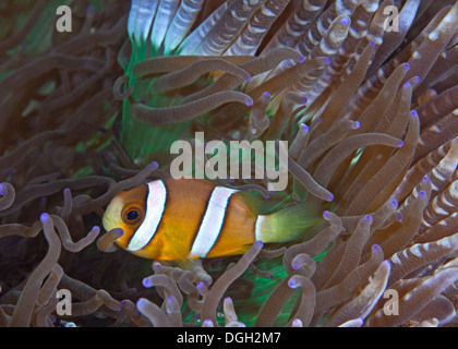 Orangefarbene Clownfische in grün und lila Perle-Tentakel Anemone. Stockfoto