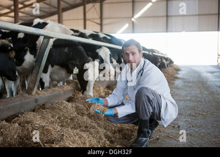 Tierarzt in einem Milchviehbetrieb Stockfoto
