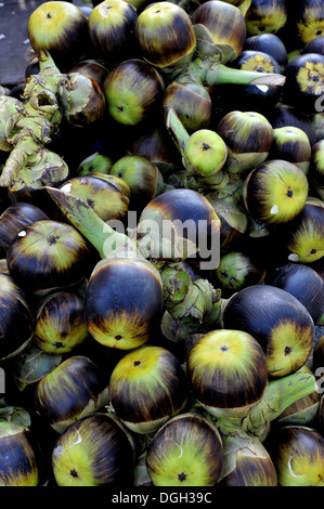 Früchte von Thailand - Suger Palm (Meer-Kokos) Stockfoto