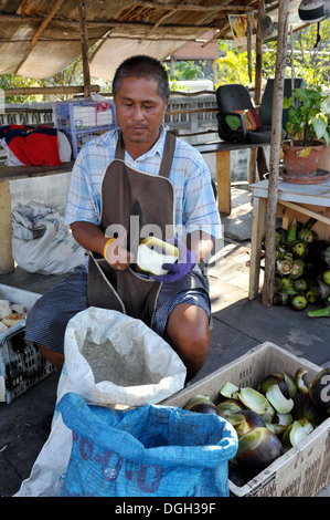 Früchte von Thailand - Suger Palm (Meer-Kokos) Stockfoto