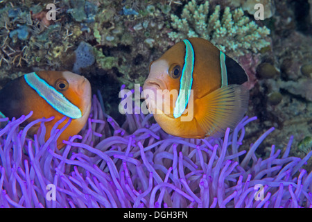 Zwei-banded Clownfische (Amphiprion Bicinctus) auf fluoreszierende Anemone. Stockfoto