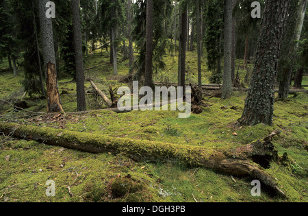 Alten borealen Nadelwald, innen mit Moos bedeckt gefallenen Baumstamm in kleinen clearing, Ryfors Wald, Jönköping, Schweden Stockfoto