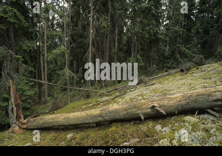 Alten borealen Nadelwald, Interieur mit gefallenen Baumstamm und Flechten in der kleinen Lichtung, Ryfors Wald, Jönköping, Schweden Stockfoto