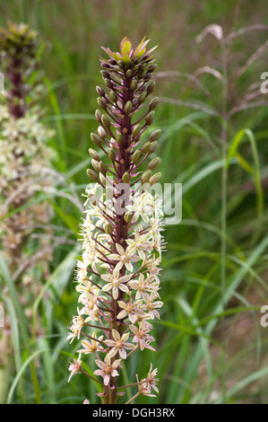 EUCOMIS COMOSA SCHAUMWEINE BURGUND Stockfoto