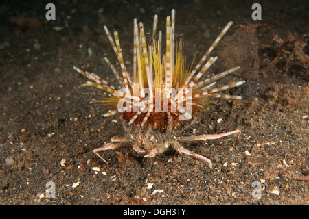 Urchin tragen Krabbe (Dorippe Frascone) mit einem Seeigel auf einem schwarzen Sandboden in der Lembeh-Strait aus Nord-Sulawesi, Indonesien. Stockfoto