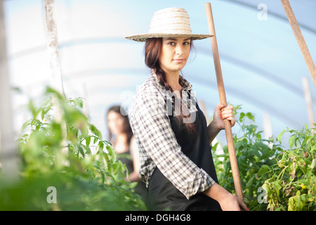 Junge Frau, die arbeitet in Gemüse Gewächshaus Stockfoto