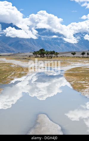 Sonnigen Tag-Ansicht mit Bäumen im Nubra Valley. Landschaft des Himalaya-Gebirges. Indien, Ladakh, Höhe 3100 m Stockfoto