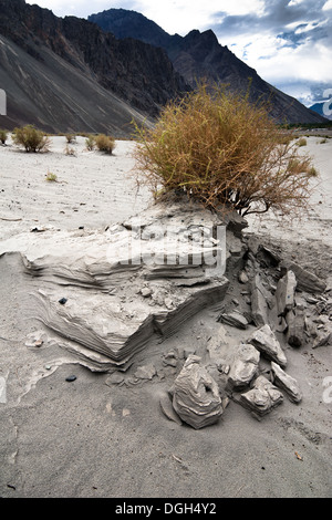 Pflanze wächst an Nubra Valley Dünen der Wüste. Landschaft des Himalaya-Gebirges. Indien, Ladakh, Höhe 3100 m Stockfoto