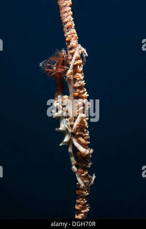 Draht-Korallen Krabbe (Xenocarcinus Tuberculatus) auf Draht Korallen in der Lembeh-Strait aus Nord-Sulawesi, Indonesien. Stockfoto