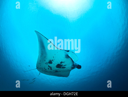 Manta Ray in leichten blauen Ozean. Raja Ampat, Indonesien Stockfoto
