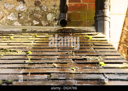 Moosigen Schiefer-Dach mit nassen weglaufen aus Abflussrohr Stockfoto