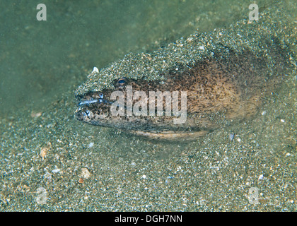 Stargazer Schlangenaal (Brachysomophis Cirrocheilos) ragt Kopf aus sandigen Meeresboden. Komodo, Indonesien. Stockfoto