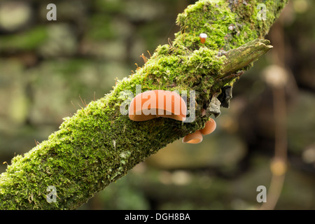 Gelee Ohr Pilze Auricularia Auricula-Judae wächst auf einem Ast über dem Fluß Rivelin im Rivelin Tal, Sheffield Stockfoto