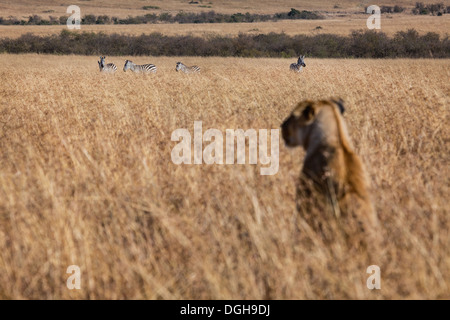 Löwin beobachten Zebras in der Masai Mara Stockfoto