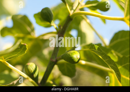 Sonne und Licht, das durch große grüne Feigenblatt Kontrast erfassten gegen blauen Himmel mit Feigen reif und reifenden Früchte Stockfoto