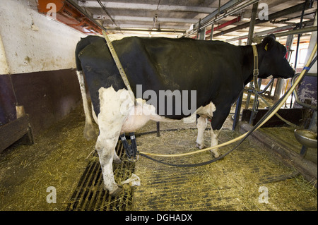 Milchviehhaltung, Milchkuh, mit Bogen um zu verhindern, treten, gemolken beim Melken Stube, Schweden, Juli Stockfoto