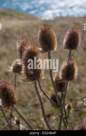 Gemeinsamen Karde (Dipsacus Fullonum) am Küstenweg zwischen Amboss und Swanage, Dorset. Der Jurassic Coast. Stockfoto