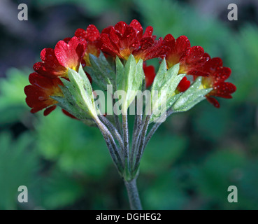 Primula Veris Orange – Rote Wildblume, Cheshire, Nordwestengland, Großbritannien – auch Cowslip, Cowslip oder Cowslip Primrose genannt Stockfoto