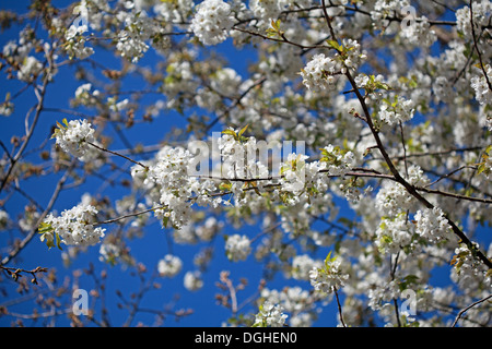 Weiße schöne englische Blumen und Blüten des Frühlings UK Stockfoto