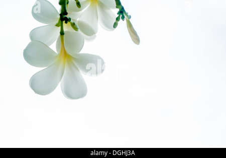 Ich mag gut aussehen Frangipani hinter einer Ecke. Stockfoto