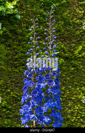 Delphinium Elatum, blaue Wächter Rittersporn, Hidcote Manor Gardens Stockfoto