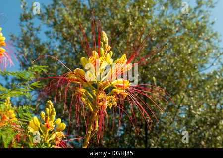 Caesalpinia Gilliesii, Yellow Bird Of Paradise in San Gimignano, Toskana, Italien Stockfoto