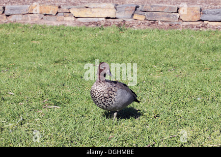 Australische Maned Gans männlich - Chenonetta Jubata  Afmily Anatidae Stockfoto