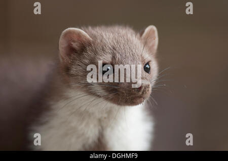 Junge Stein, Marder, Steinmarder oder weißen Brüsten Marder (Martes Foina), Porträt, Tirol, Österreich, Europa Stockfoto