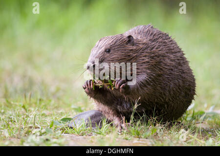 Junge europäische Biber (Castor Fiber) auf festem Boden ernähren sich von einem Weidenzweig, Tirol, Österreich Stockfoto