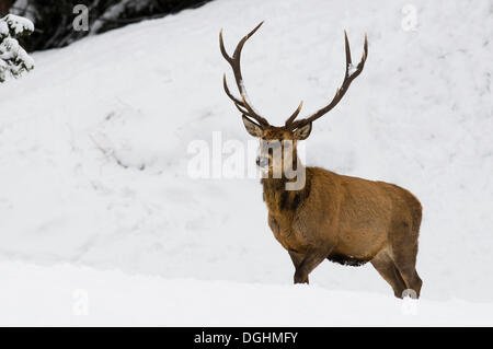 Rothirsch (Cervus Elaphus), Hirsch stehend auf einer Lichtung im Schnee, Tirol, Österreich, Europa Stockfoto
