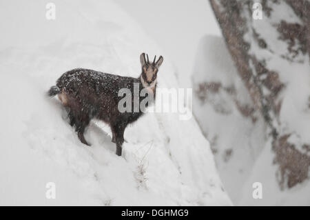 Gämse (Rupicapra Rupicapra) bei starkem Schneefall vor einer Felswand, Tirol, Österreich Stockfoto