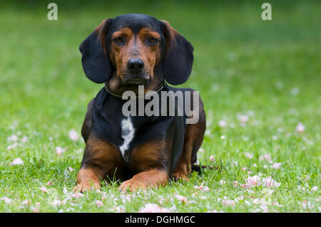 Tiroler Bracke, hound Dog, Tirol, Österreich, Europa Stockfoto