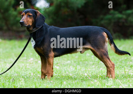 Tiroler Bracke, hound Dog, Tirol, Österreich, Europa Stockfoto