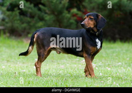 Tiroler Bracke, hound Dog, Tirol, Österreich, Europa Stockfoto