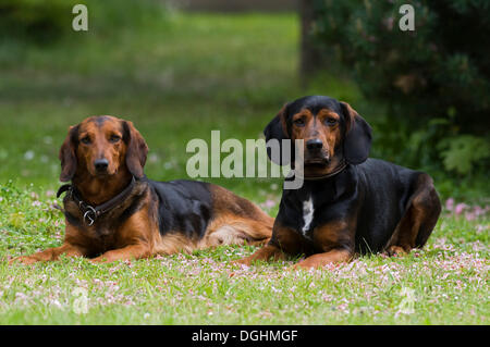 Zwei Tiroler Hunde, Hund Hunde, Tirol, Österreich, Europa Stockfoto