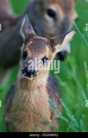 Reh, Rehkitz und Doe (Capreolus Capreolus), Tirol, Austria, Europe Stockfoto