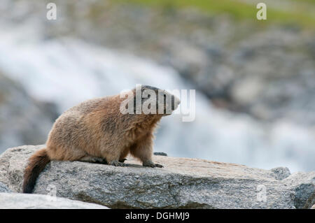 Alpen-Murmeltier (Marmota Marmota) sitzt auf einem Felsen neben einem Mountain Stream, Zillertal, Tirol, Österreich Stockfoto
