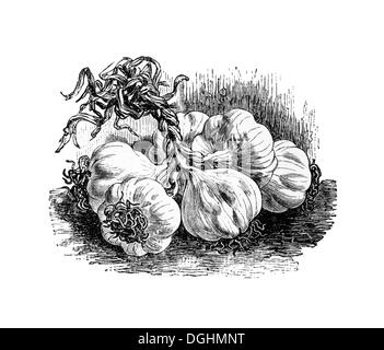 Knoblauch, historische Illustration aus: Theodore Long: allgemeine illustrierte Garten Buch, Bd. 2, Leipzig 1902, s. 143, Abbildung 141 Stockfoto